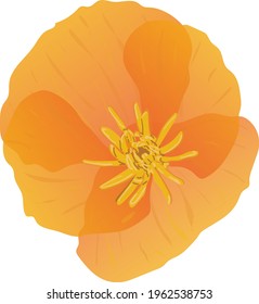 Orange California Poppy View From the Top