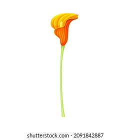 Orange Calla Lily flower. Elegant floral design element vector illustration