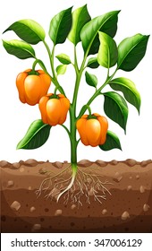 Orange capsicum on the plant illustration