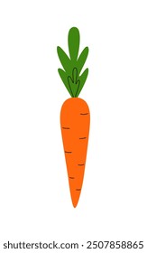 Orange carrot. Doodle and icon isolated on white. Harvest festival. Healthy food. Vegetarian. Veggie. Proper nutrition. Vector.