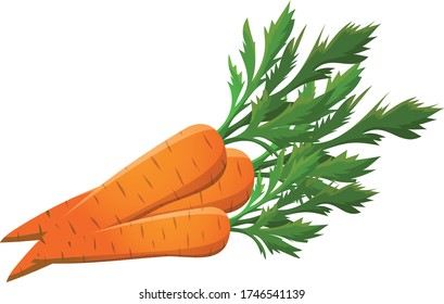 Orange Carrot with green leaves