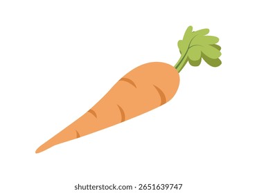 Orange carrot with green leaves