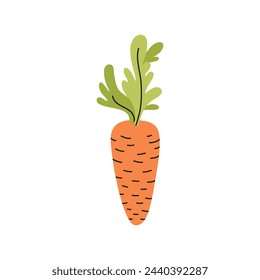 Zanahoria naranja aislado fondo blanco. Verduras útiles para una dieta saludable. Fiesta de la cosecha. Agricultura y jardín. Productos agrícolas y cultivos elaborados a mano. Ilustración plana vectorial para el menú del restaurante.