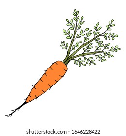 Orange carrot with leaves on a white background. Vector isolated element for design. Healthy food.