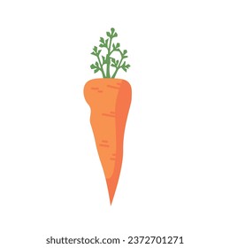 zanahoria naranja sobre fondo blanco