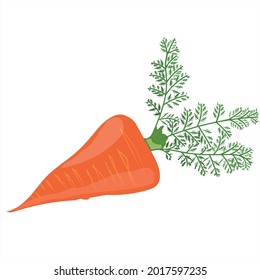 vectores de zanahoria naranja vegetal fresco