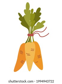 Orange carrots in a bunch. Fresh cartoon vegetable. Carrots with lush tops. Perfect for a farm produce store postcards posters and printing. Flat style isolated vector illustration