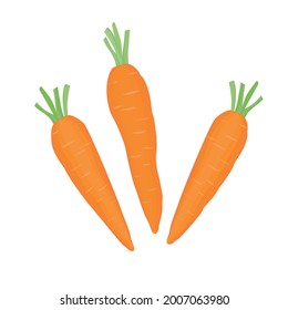 Orange carrots with green tops. A student's snack.