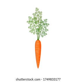 Orange carrots with green tops. Vector stock flat illustration isolated on a white background.