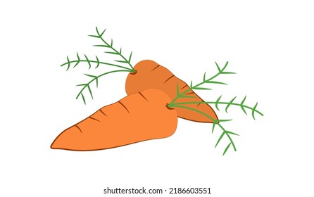 orange carrots.hand-drawn.isolated on a white background.high quality vector illustration.for your design work