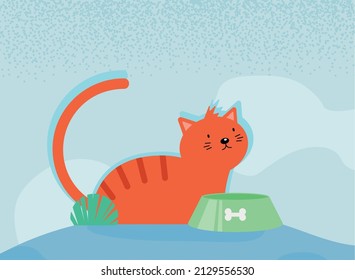 orange cat on blue background