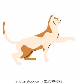 Orange Cat that wants to jump