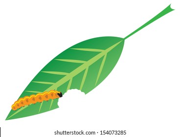 Orange caterpillar on a green leaf