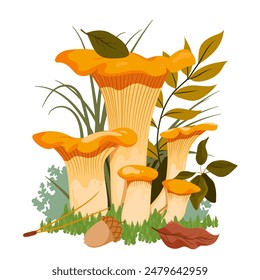 Orange chanterelle mushrooms grow in autumn forest. Cute edible wild mushrooms family with green grass and brown dry leaf, acorn and tree branch with leaves composition cartoon vector illustration