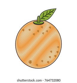 Orange citric fruit