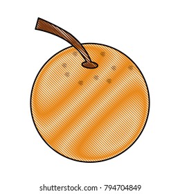 Orange citric fruit