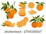 Orange citrus fruit set with slices of orange, round cuts and branches with leaves. Fresh juicy citrus collection isolated on white background. Food design, packaging, menu, healthy lifestyle themes.