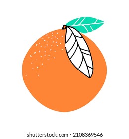 Orange. Citrus fruit. Vector illustration isolated on a white background.