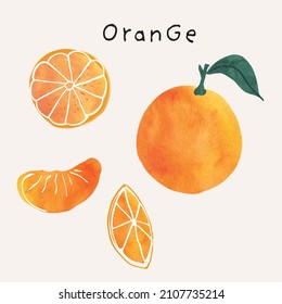 Orange citrus fruit watercolor illustration set. Painterly watercolor texture and ink drawing elements. Hand drawn and hand painted