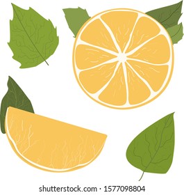 Orange, citrus with leaves in section, vector.