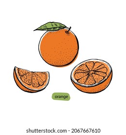 Orange citrus set in sketch style. Drawing engraving. Healthy vegetarian food. Hand drawn.