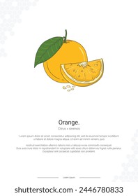 Orange - Citrus × sinensis illustration wall decor ideas or poster. Hand drawn Orange isolated on white background