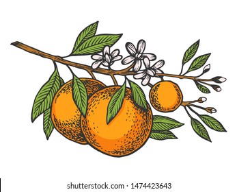 Orange citrus tree branch color sketch engraving vector illustration. Scratch board style imitation. Hand drawn image.