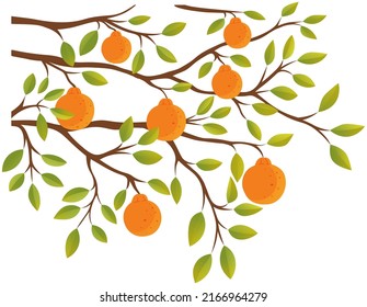 Orange citrus tree branch vector illustration. Summer nature, tropical exotic tree with green leaves and fruits of mandarin. Tangerines or oranges on brach. Natural eco food, fruit garden element