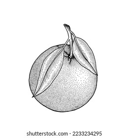 Orange. Citrus whole fruit. Branchs, leaves. Retro, engraved vintage style. Hand drawn vector illustration isolated on white. 