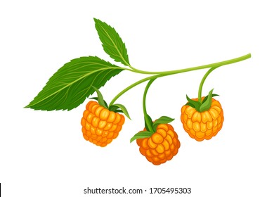 Orange Cloudberry Branch Isolated on White Background Vector Illustration