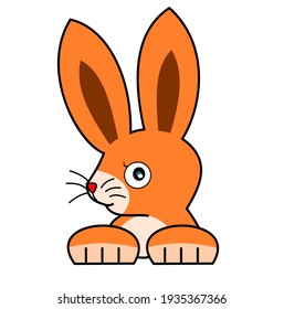 Orange color rabbit emerges from the burrow, Easter bunny with long ears isolated on white background	