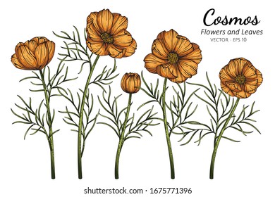 Orange Cosmos flower and leaf drawing illustration with line art on white backgrounds.

