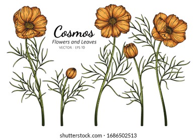 Orange Cosmos flower and leaf drawing illustration with line art on white backgrounds.

