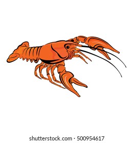 Orange Crayfish isolated on white background