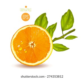 Orange cut in half. Citrus isolated on white background beautiful fresh fruit. Vector realistic art illustration for advertising packaging carton bottle banner wallpaper. Color yellow green. Colorful