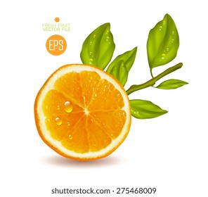 Orange cut in half. Citrus isolated on white background beautiful fresh fruit. Vector realistic art illustration for advertising packaging carton bottle banner wallpaper. Color yellow green. Colorful
