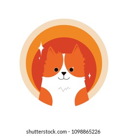 orange cute dog 