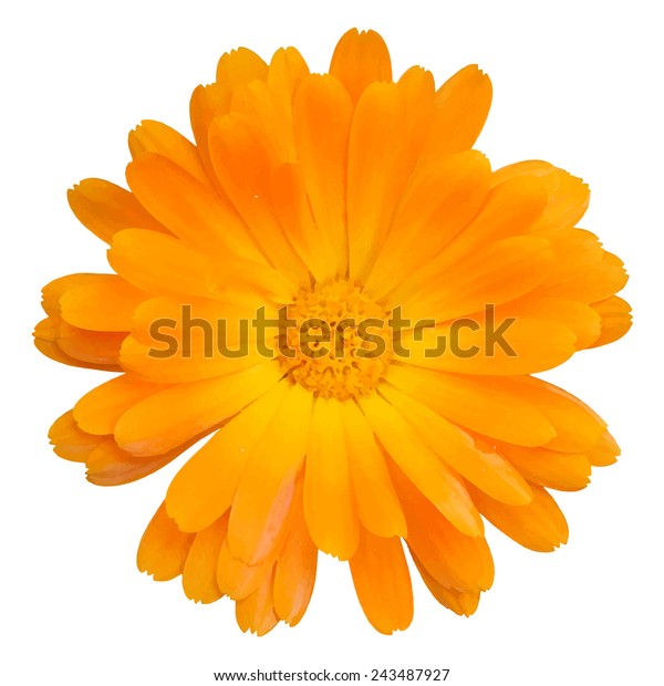 Orange Daisy Flower Isolated On White Stock Vector (Royalty Free