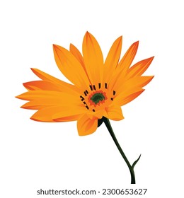 Orange daisy flower vector, Orange flower
