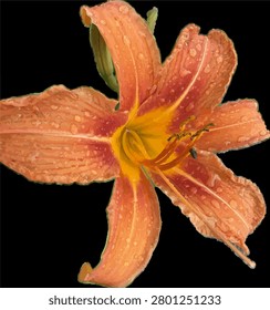orange day lily with rain drops