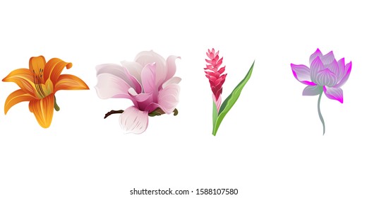 Orange Daylily. Pink Magnolia. Red and Pink Ginger. Purple Lotus. Vector illustration. Isolated illustration element. Floral botanical flower. Wild leaf wildflower isolated. Exotic tropical hawaiian.