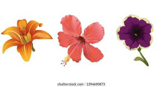 Orange Daylily. Red Hibiscus. Violet petunia. Vector illustration. Floral botanical flower. Wild leaf wildflower isolated. Exotic tropical hawaiian jungle. Isolated illustration element.