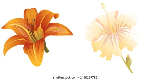 Orange Daylily. Yellow hibiscus. Vector illustration. Isolated illustration element. Floral botanical flower. Wild leaf wildflower isolated. Exotic tropical hawaiian jungle.