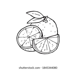 Orange Delicious Sweet Fruit Hand Drawn Stock Vector (Royalty Free ...