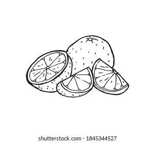 Orange delicious sweet fruit hand drawn outline illustration. Tropical and exotic citrus in a cuts original pen drawing. Nutrition healthy natural juice parts. Black and white vitamin food with peel.