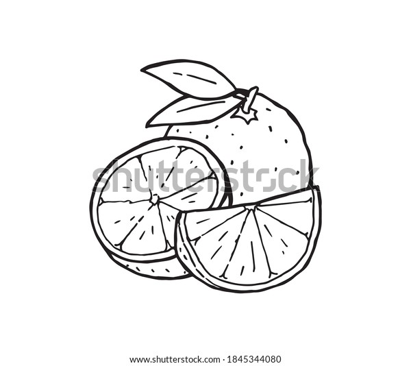 Descubra Exquisito Fruto Dulce Naranja Dibujado A Imagenes De Stock En Hd Y Millones De Otras Fotos Ilustraciones Y Vectores En Stock Libres De Regalias En La Coleccion De Shutterstock Se Agregan Miles De Imagenes Nuevas De Alta Calidad Todos Los Dias