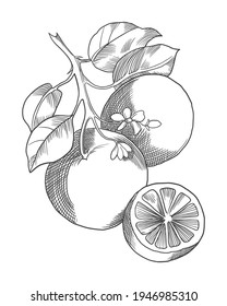 orangefarbener Stil, Vektorgrafik