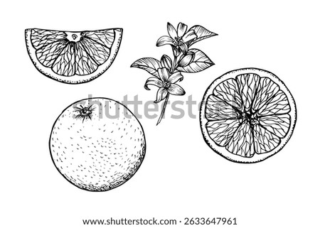 Orange engraved drawing set. Natural outline sketch in botanical style for cooking, spa, medicinal tea, and garden beauty. Hand-drawn vector floral clipart