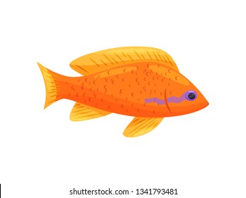 Orange fish on white background. Water life.
