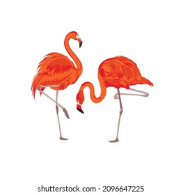 Orange Flamingo illustration vector file